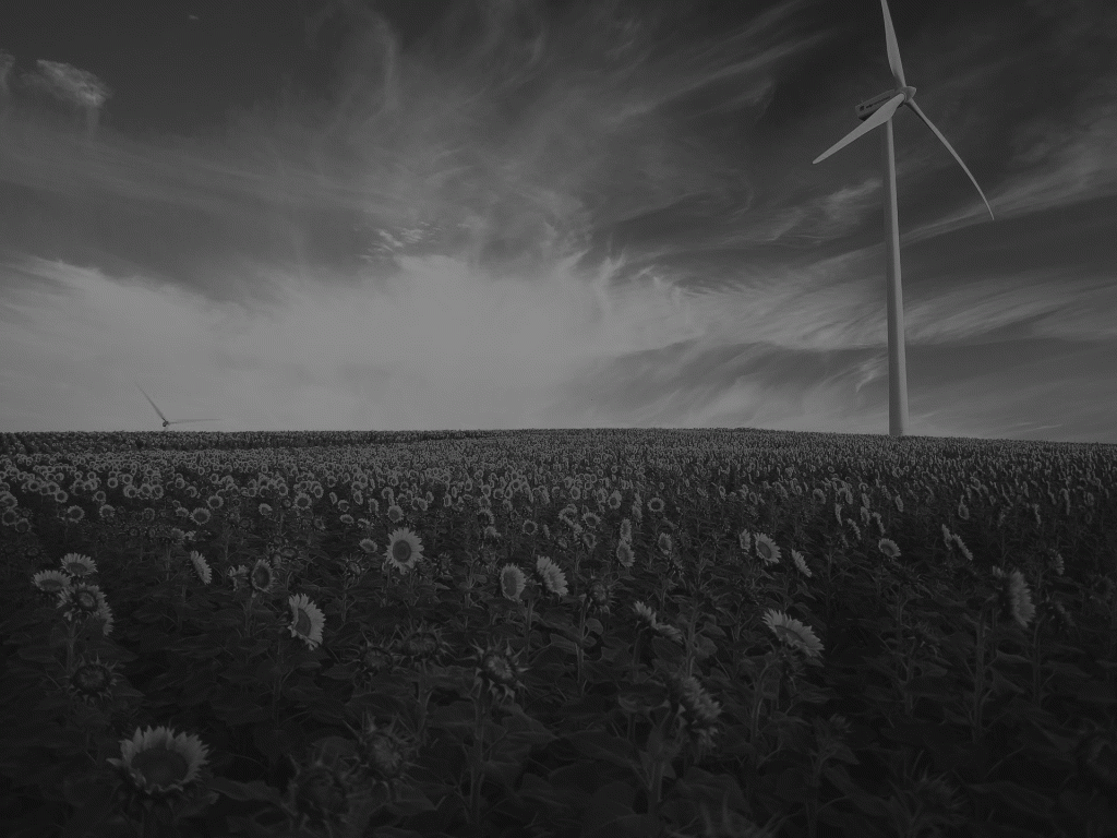 Field-of-sunflowers-with-wind-turbine-in-background