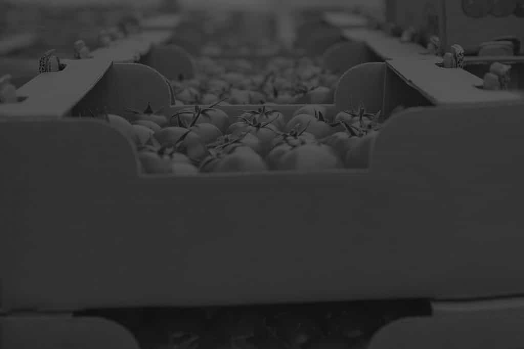 tomatoes in cardboard boxes in a warehouse black and white